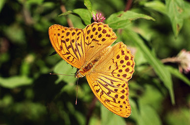 Argynnis paphia